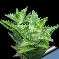 Aloe juvenna